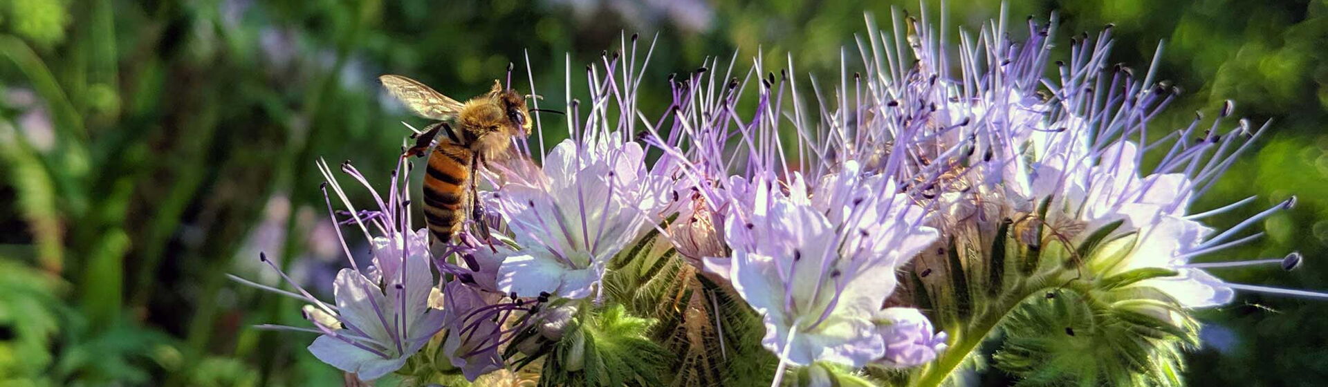 Biene auf Phacelia-Blume