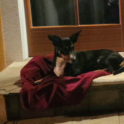 Die Hündin Ragna auf ihrer roten Samtdecke